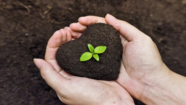 Growing Green: Unleashing the Power of Organic Soils and Fertilizers