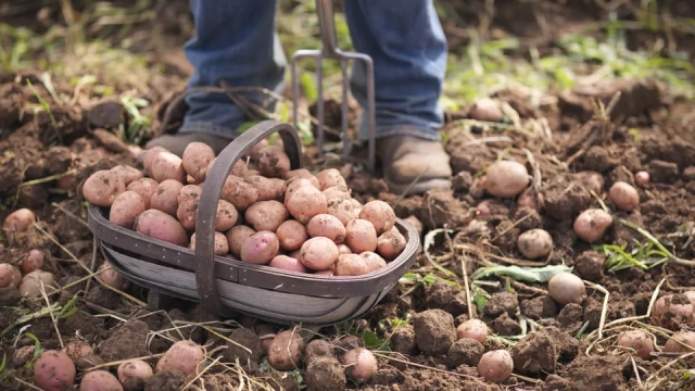 Perfect Pairings: Unveiling the Top Potato Companion Plants