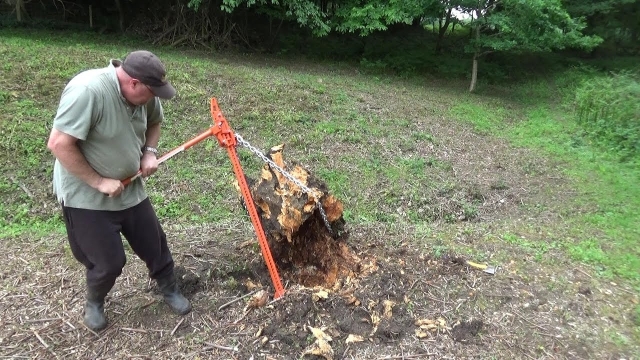 Taking Flight: The Art of Tree Removal