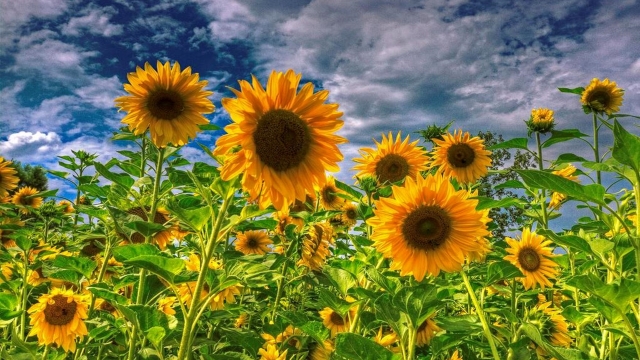 Cabbage Worms vs. Harvest Sunflowers: Unveiling Nature’s Battle