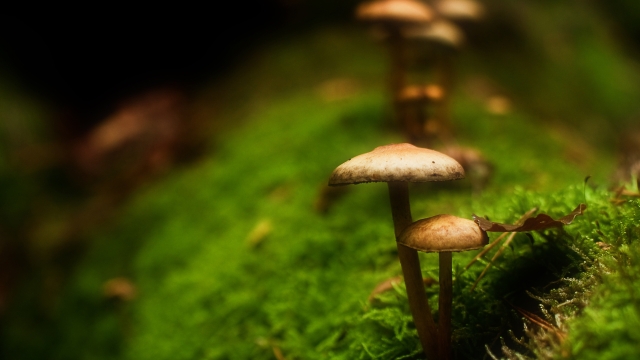 From Spore to Harvest: Unveiling the Secrets of Mushroom Cultivation