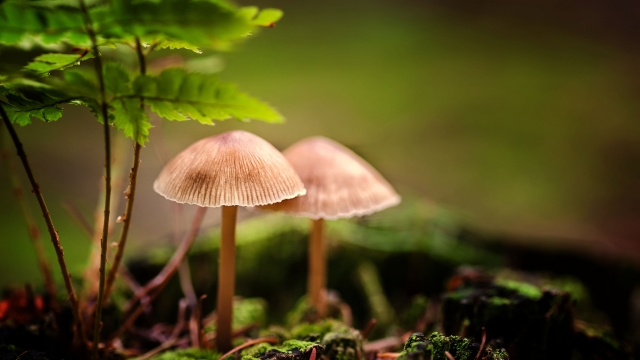 Fungi Fun: A Guide to Successful Mushroom Growing