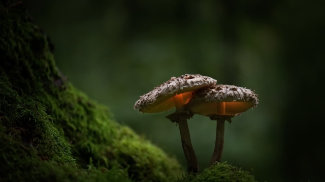 Unleashing the Magic: A Beginner’s Guide to Mushroom Growing