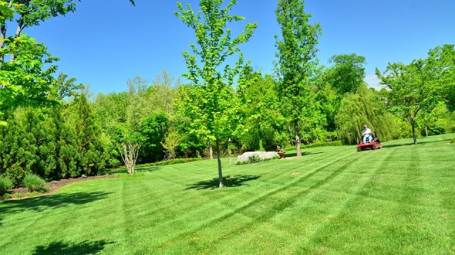 The Secrets to a Lush and Immaculate Lawn: Mastering the Art of Lawn Mowing and Care