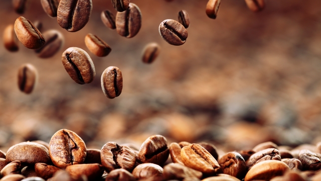 Brewing Excellence: Unveiling the World of Organic Coffee Beans