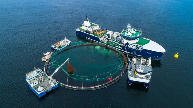 Navigating the Future of Food: Innovations in Aquaculture Technology