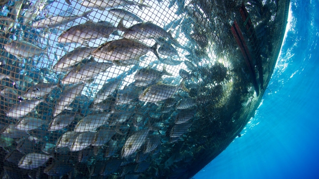 Revolutionizing the Blue: The Future of Aquaculture Technology