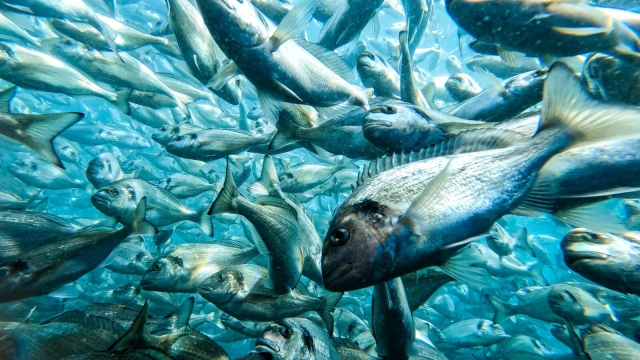 Revolutionizing the Future: The Rise of Aquaculture Technology